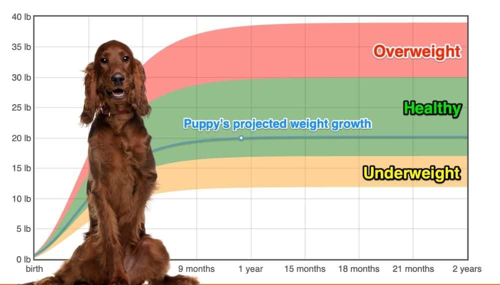 Irish Setter Weight+Growth Chart 2023 How Heavy Will My Irish Setter